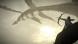 Shadow of the Colossus. В тени колосса [PS4, русская версия] в Перми